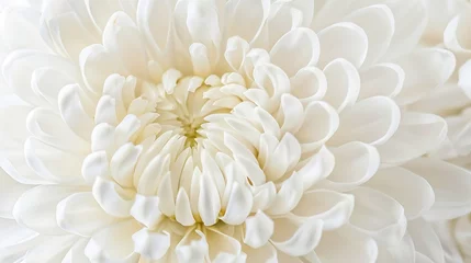 Gartenposter Generative AI : Closeup abstract white chrysanthemum flower background. © The Little Hut