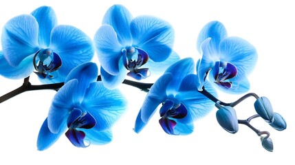 Generative AI : orchid branch with blue flowers isolated on white background