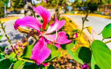 Pink red purple flowers plants in tropical forest nature Mexico.