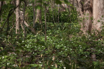 群生するオオバナノエンレイソウ