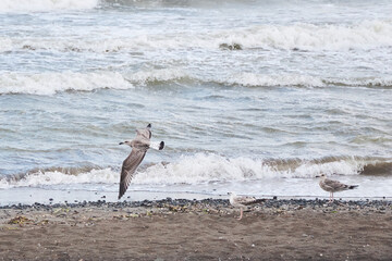 Seagull birds on the seashore. There are waves on the sea.