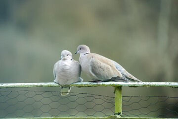 close up of a pair of collared doves (Streptopelia Decaocto) petting whist perched on a railing - obrazy, fototapety, plakaty