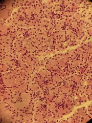 microscope slide contain section of human tissue