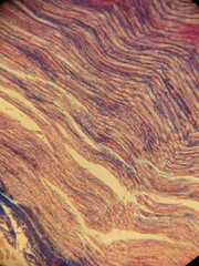 microscope slide contain section of human tissue