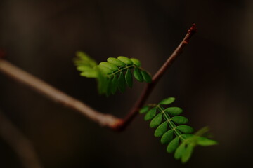 Operculicarya decaryi