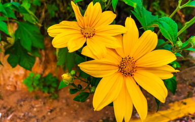 Yellow beautiful tropical flowers Arnica and plants in Mexico.