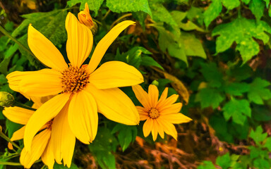 Yellow beautiful tropical flowers Arnica and plants in Mexico.