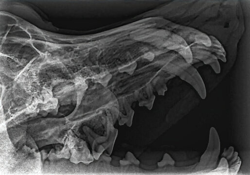 Dental x-ray showing an abscess on a molar root in a dog. Loss of periapical bone density