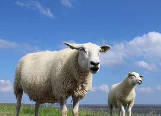 sheep on dike in Terschelling