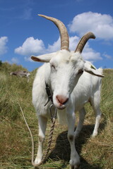 Obraz premium goat on the meadow