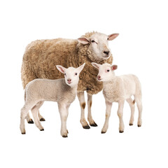 sheep and lambs, sheep with babbies