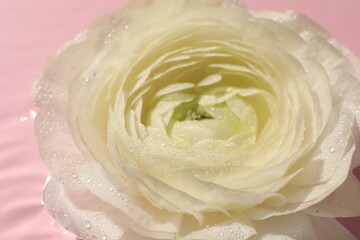 Beautiful white rose flower with water drops on pink background, closeup