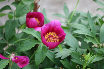 Paeonia mascula is a species of peony.  © Abdulkadir