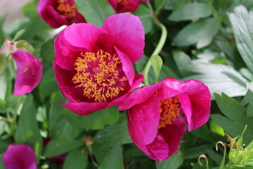 Fototapeta premium Paeonia mascula is a species of peony. 