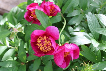 Paeonia mascula is a species of peony. 