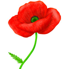 red poppy isolated on white