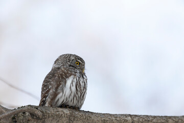 Eurasian pygmy owl sitting on a tree branch in spring day close up