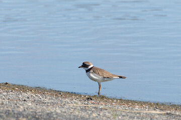 Common ringed plover on the sandy river bank