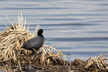An adult Eurasian coot stands on old reeds on the lake