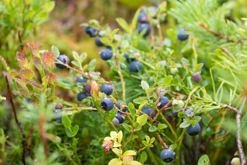 Blueberry bush with ripe berries close up