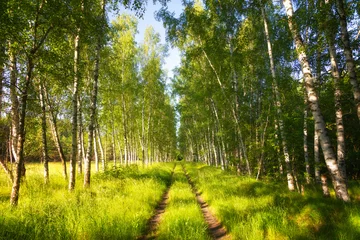 Fotobehang Birch grove on a clear summer day © Shchipkova Elena