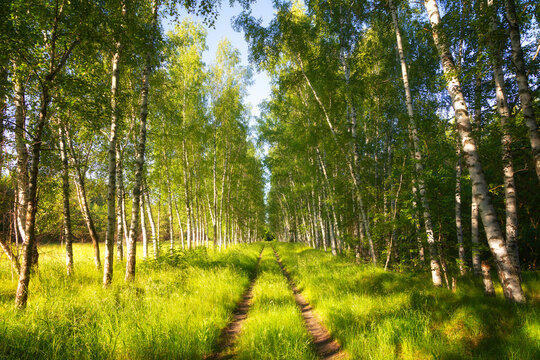 Birch grove on a clear summer day