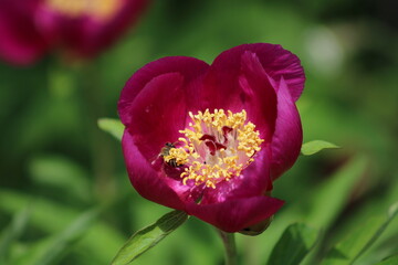 Fototapeta premium Bee collecting pollen from flower 