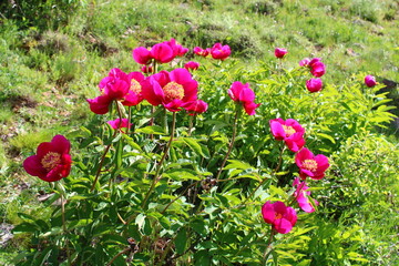 Paeonia mascula is a species of peony. 