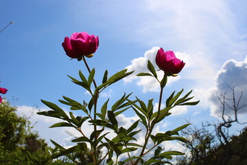 Paeonia mascula is a species of peony. 