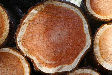 Holz aus  Bayern,  Stammquerschnitte von Douglasie und Lärche