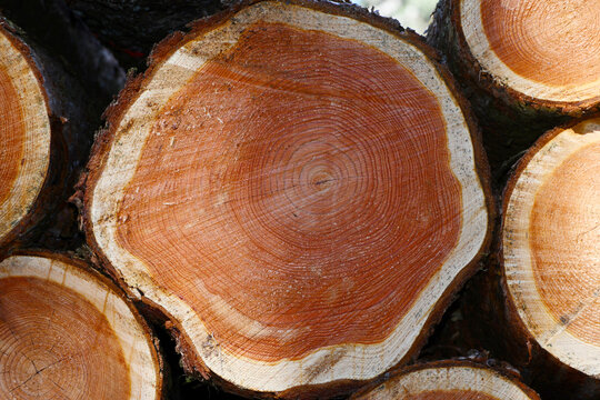 Holz aus  Bayern,  Stammquerschnitte von Douglasie und L&auml;rche