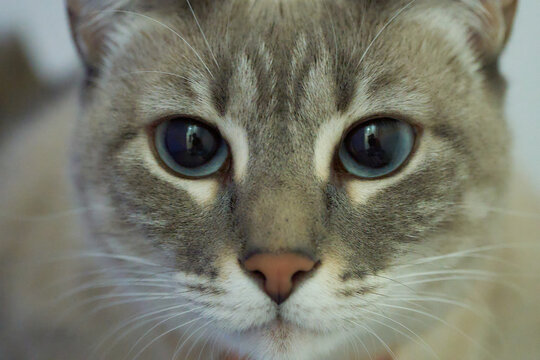 A cat with blue eyes is staring at the camera. The cat has a white nose and a gray face