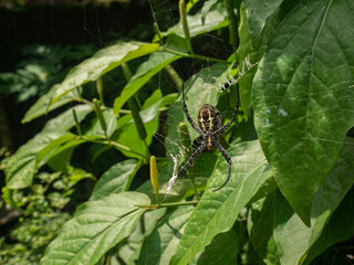 Asian spider hanging on leaves. Focus on the animal with blurred.