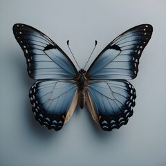 butterfly on grey background - obrazy, fototapety, plakaty
