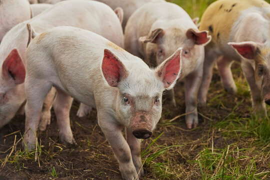 Eco pig farm in the field in Denmark. Cute piglets in the pasture