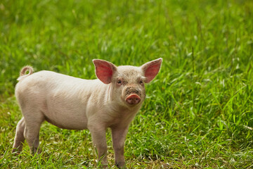 Eco pig farm in the field in Denmark. Cute pig in the pasture