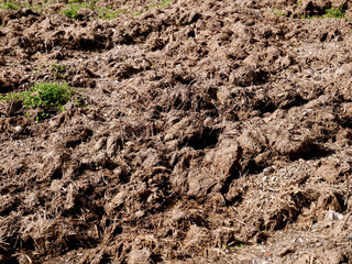 Seasoned cattle manure mixed with hay on agricultural land close to summer cultivation