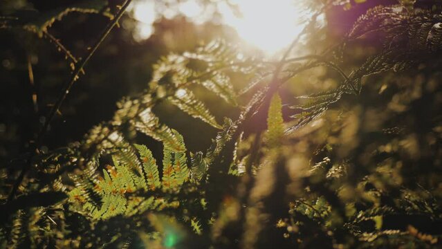 Lens flare through the foliage in UK Forest