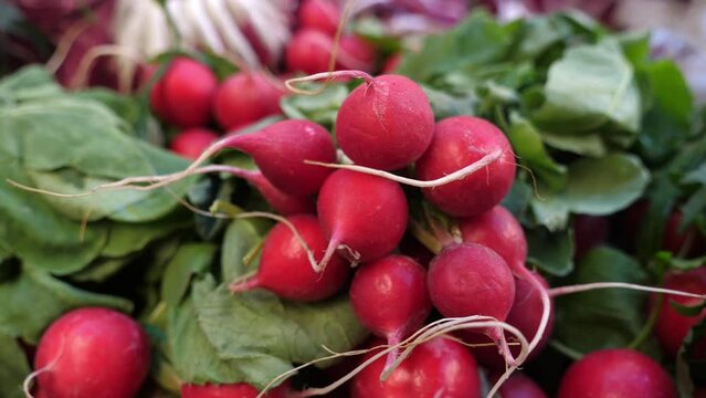 Bright red radishes bring a crisp, peppery bite to the vibrant Italian market sc
