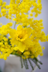 Gelbe Mimosen mit Narzissen - Nahaufnahme, Close up.