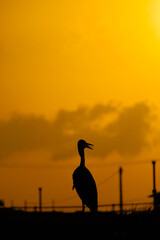 夕焼けに映えるサギのシルエット