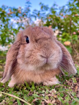 Rabbit Bunny on the ground original photo picture. Cute brown animal pet fur fluffy close up with natural background rodent spring springtime hop sensitive