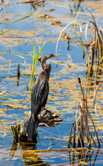 anhinga black bird fishing in pond