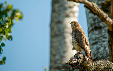 Cooper's hawk perched on tree branch