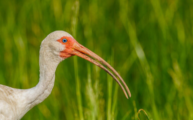 Fototapeta premium White ibis close up curved bill