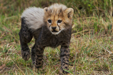Obraz premium cheetah cub on the savannah 