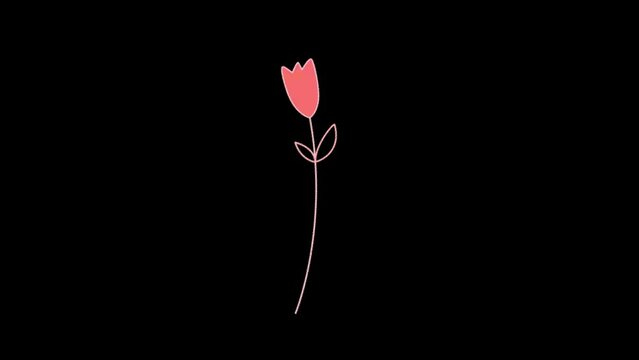 Rose Animated Flat Icon 4k Video. Hand-drawn animation of rose in vector on transparent background