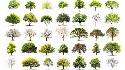 A collection of trees in various stages of growth, from young saplings to old - obrazy, fototapety, plakaty