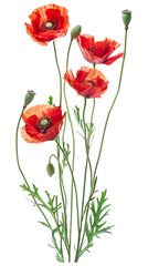 Bouquet of the common poppy, field poppy (papaver rhoeas) isolated. Red flowers, frail green stem.  