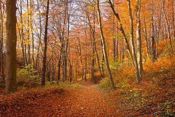 A road in an autumn forest studded with yellow leaves